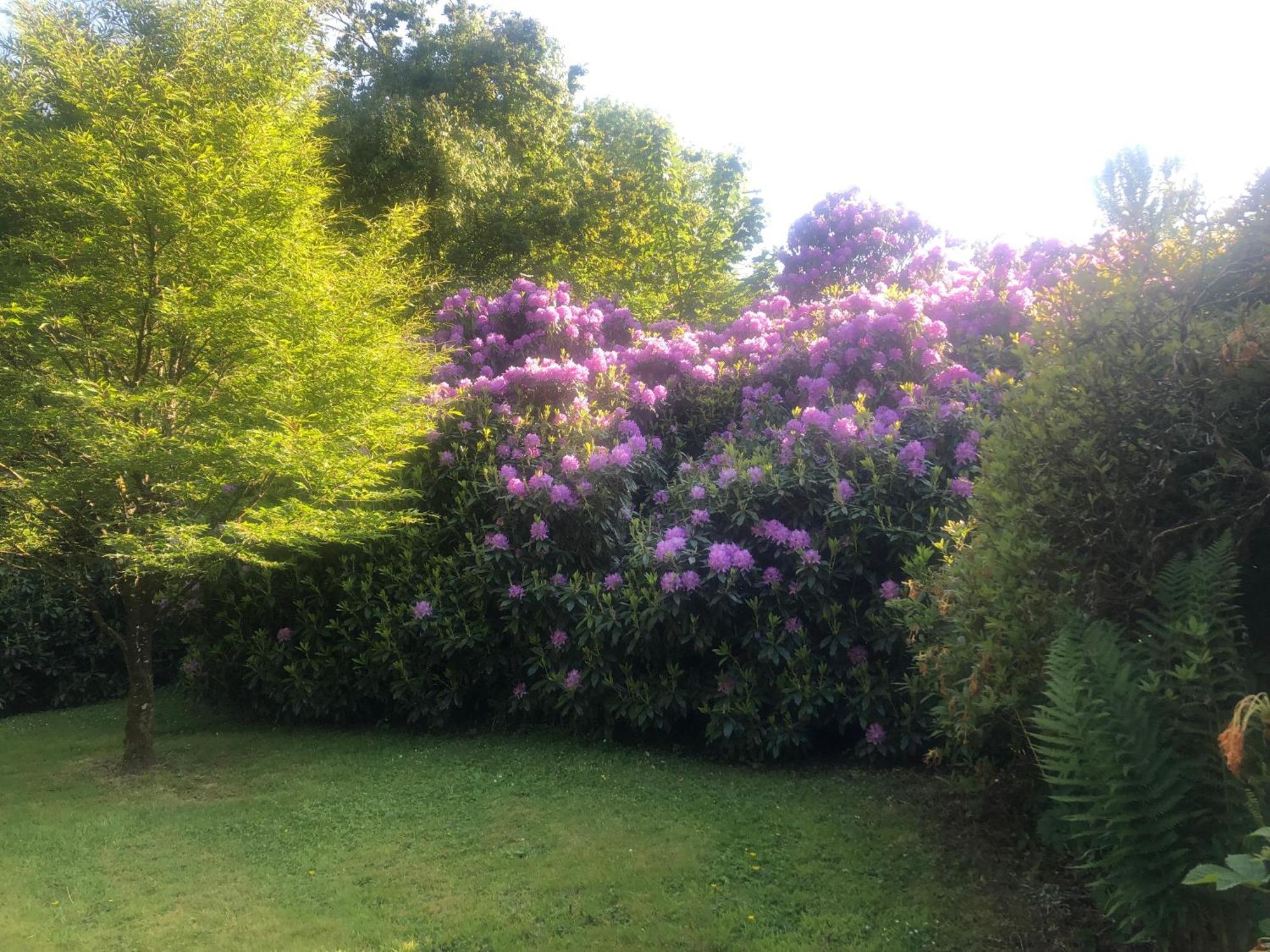 O'Harabrook Country House Ballymoney Eksteriør bilde